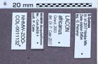 Etiketten zu Sulcilacon africanus (NHMW-ZOO-COL-0011132)